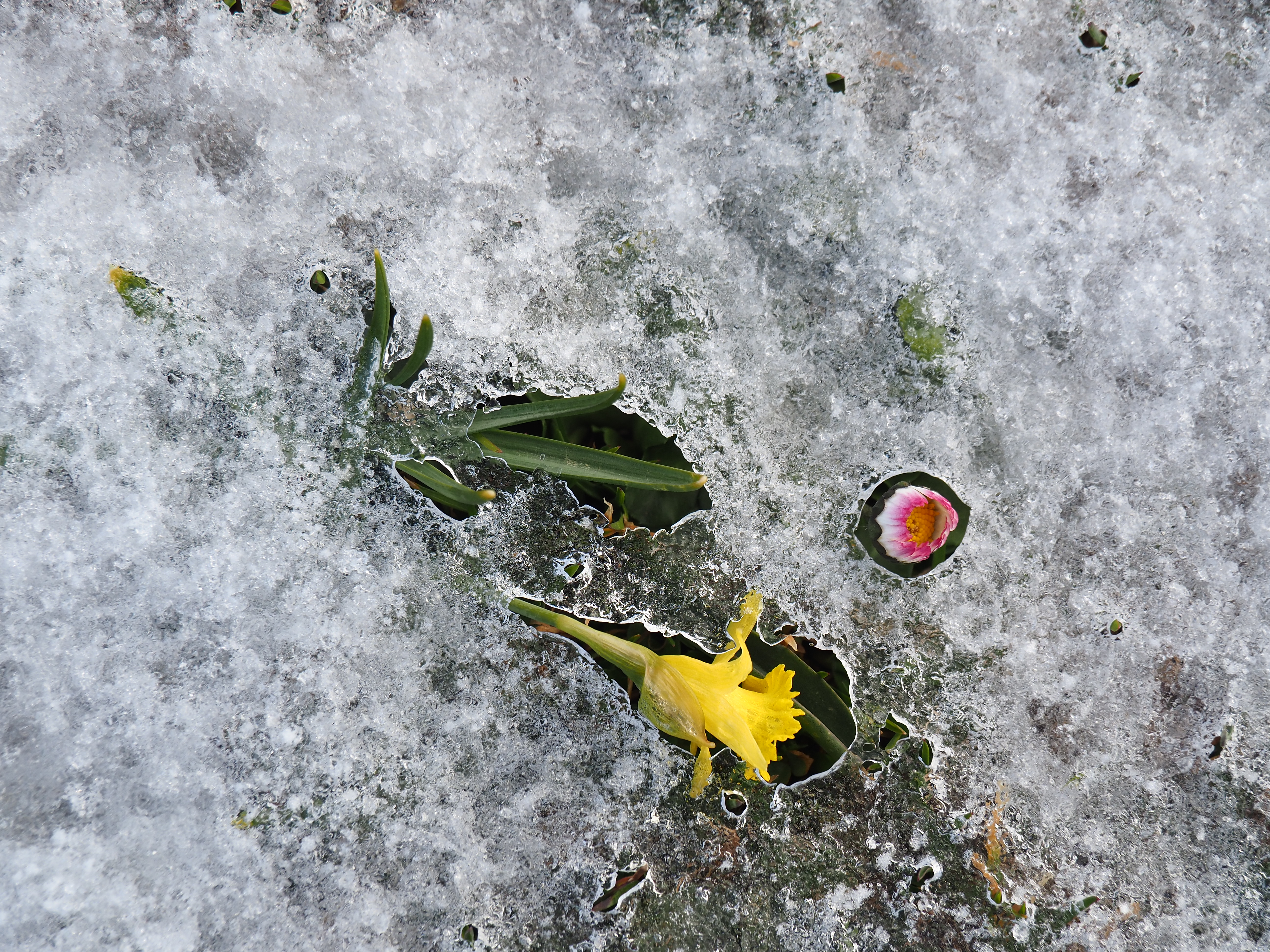 Flor congelada por el hielo